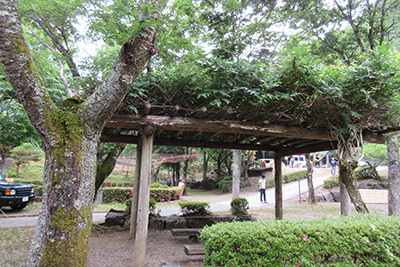 やすらぎ村1日目_藤棚4437.JPG