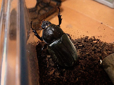 カブトムシ成虫メス_2628.jpg