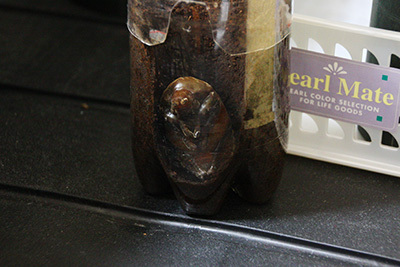 カブトムシ羽化_1437.JPG