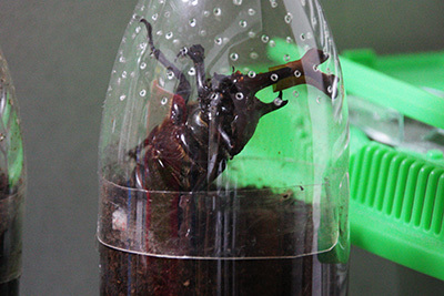 カブトムシ羽化_1467.JPG