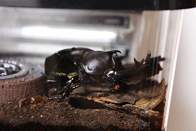 カブトムシ羽化_1505.JPG