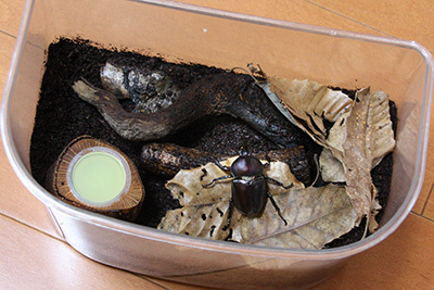 カブトムシ羽化_1526.JPG