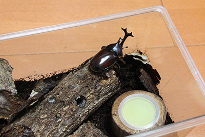 カブトムシ羽化_1547.JPG