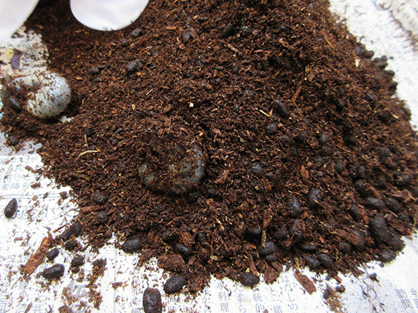 カブトムシ_大きい幼虫_0221.JPG