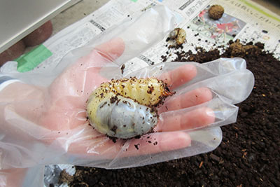カブトムシ_大きな幼虫4170.JPG