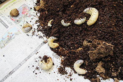 カブトムシ_幼虫4171.JPG