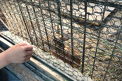 vellcamp_1日目_ウサギ_1439.jpg