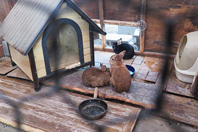 vellcamp_1日目_ウサギ_2207.jpg